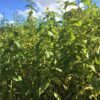 raritaet-topinambur-gfoehler-rote-topinambur-gfoehler-rote-fuenf-einzelne-knollen-detailansicht